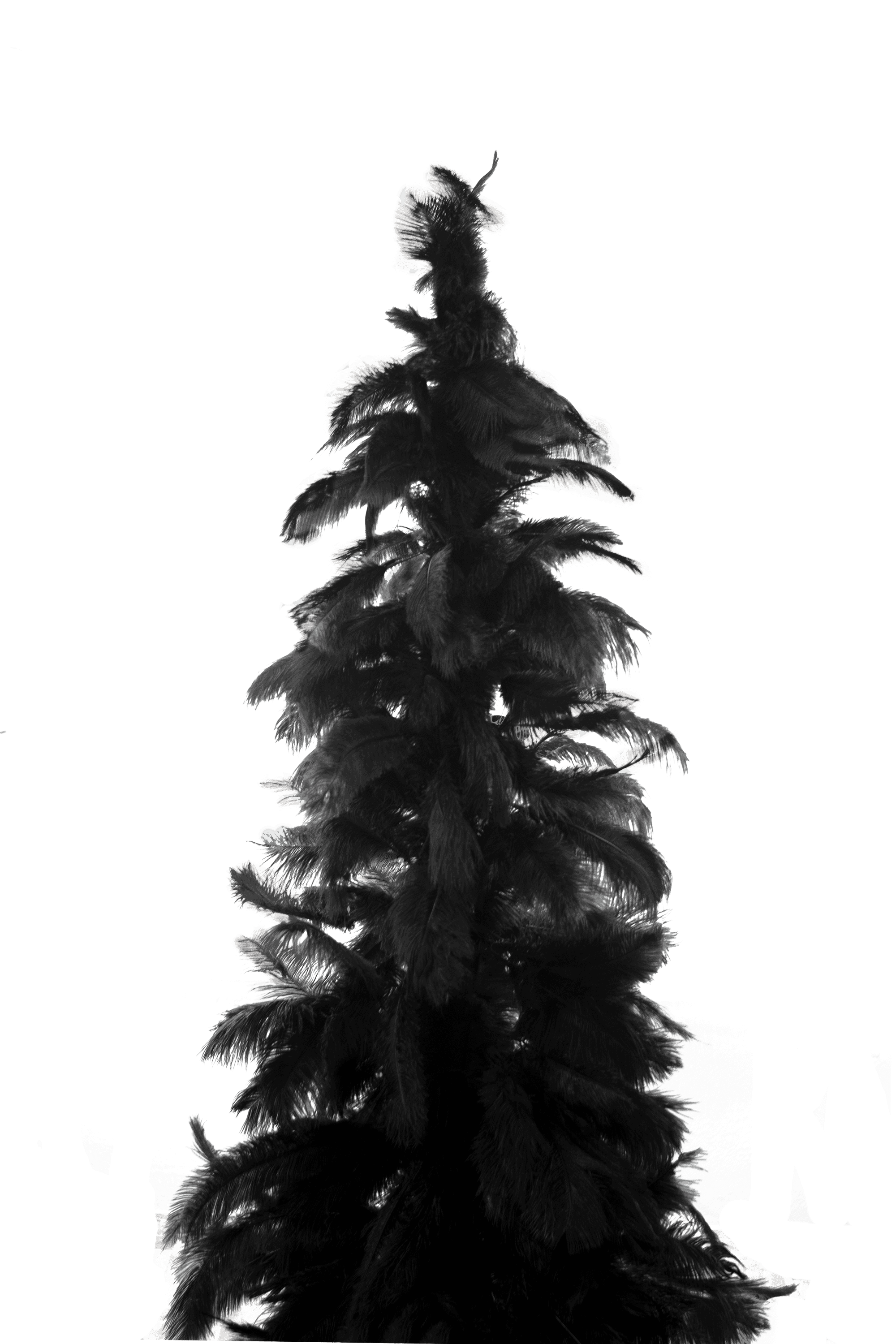 Black Ostrich Feather Tree